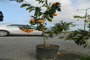 Mandalina Fidesi